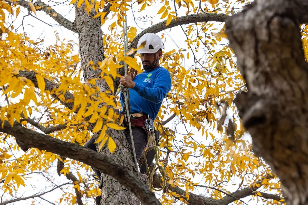 Skilled Tree Planting crew working in Springfield